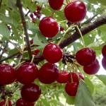 cherries_3