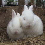 bunnies_10